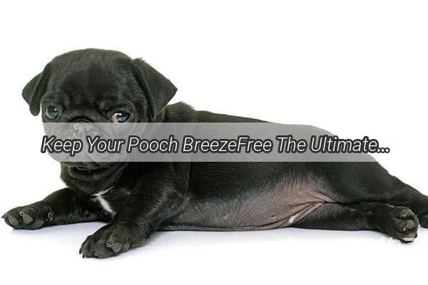  Keep Your Pooch BreezeFree The Ultimate Guide to Safe Insect Repellents for Dogs